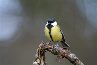 Great tit (Parus major), adult bird, Dingdener Heide nature reserve, North Rhine-Westphalia,
