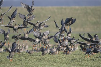 Greater white-fronted goose (Anser albifrons), flock of geese taking off, Bislicher Insel, Xanten,