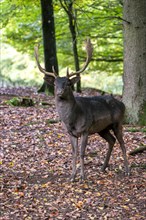 Fallow deer (Dama dama), Vulkaneifel, Rhineland-Palatinate, Germany, Europe