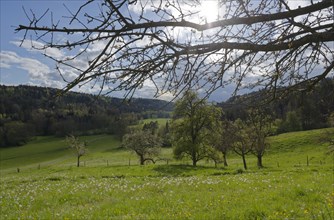 Spring in the Rottal near Wielandsweiler, Mainhardter Wald, Schwaebisch-Fraenkischer Wald Nature