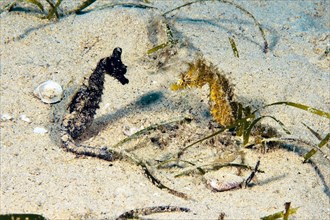 Left Short-snouted seahorse (Hippocampus hippocampus) Right Long-snouted seahorse (Hippocampus