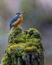 Common kingfisher (Alcedo atthis) Indicator of clean watercourses, pair formation, female animal,