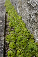 Sempervivum (Sempervivum) on house wall, succulent, Crassulaceae, rock garden, garden, garden