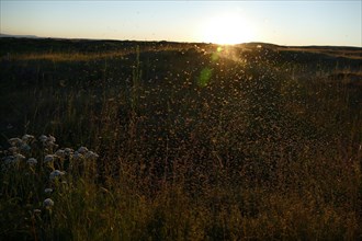 Swarms of mosquitoes in the evening light, Myvatn, North Iceland, Iceland, Europe