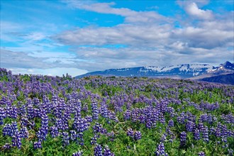 Blooming Lupins cover the landscape, rugged mountains, summer, Borganes, Iceland, Europe
