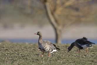 Greater white-fronted goose (Anser albifrons), two adult birds, Bislicher Insel, Xanten, Lower
