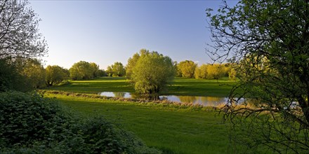 Nature reserve Uedesheimer Rheinaue in the evening light, Neuss, Lower Rhine, North