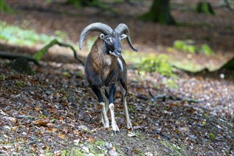 Mouflon (Ovis-gmelini), male, standing in the forest, Vulkaneifel, Rhineland-Palatinate, Germany,