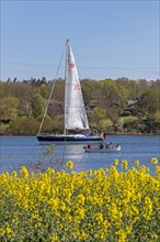 Sailing boat, herring fishing, rape field, Rabelsund, Rabel, Kappeln, Schlei, Schleswig-Holstein,