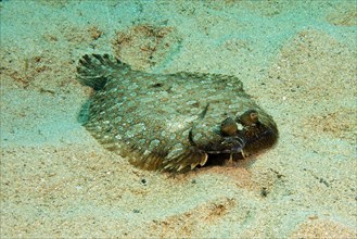 Wide-eyed flounder (Bothus podas) Family Flatfish (Pleuronectiformes) lies on sandy seabed Seabed,
