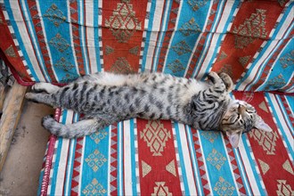 Sleeping street cat on a sofa, Sanliurfa bazaar, Turkey, Asia