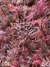 Close-up of Red Ornamental Maple (Acer palmatum Atropurpureum) Red Smooth Japanese Maple Downy