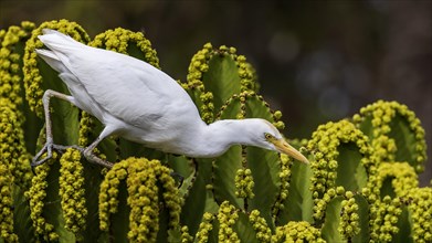 Cattle egret (Bubulcus ibis) on cactus hunting for flies, foraging, hunting, flowering cacti,