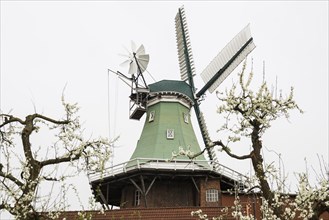 Historic windmill and blossoming fruit trees, three-storey gallery cottage, Twielenfleth, Altes