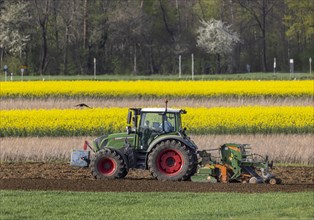 Farmer with tractor working in the field, agricultural fields with flowering Rape in spring,