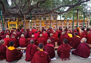 Tibetan monks, reading a buddhist text, Bodhi tree, pilgrimage site, Bodhgaya, India, Asia