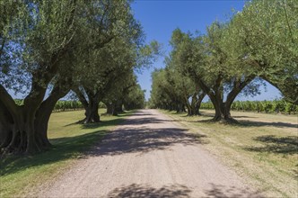 Beautiful dirt path with center olive trees around it