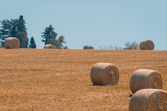 Beautiful panoramic view of hay bales in a uruguay farm field. Clear sky