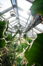 Light-flooded greenhouse with tropical plants and structural steel framework, Botanical Garden,