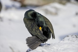 Common shag (Phalacrocorax aristotelis), preening, plumage care, feather mop, winter, in the snow,