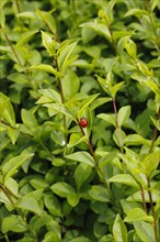 Seven-spott ladybird (Coccinella septempunctata), North Rhine-Westphalia, Germany, Europe