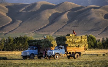 Farmers with two lorries harvesting hay bales, Kyrgyzstan, Asia