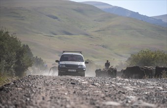 Car traffic, riders driving a herd of cows on the road, Kyrgyzstan, Asia