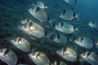 Group of Common two-banded seabream (Diplodus vulgaris) in the open sea wild, food fish,