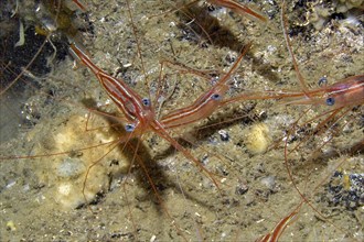 Small group of unicorn shrimp (Plesionika narval) with stripes and blue eyes hiding in the entrance