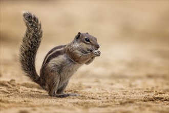 Barbary ground squirrel (Atlantoxerus getulus) foraging, Fuerteventura, Spain, Europe