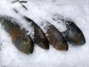 Display of fish caught whole fish blueband parrotfish (Scarus ghobban) on ice in refrigerated