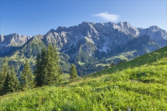 View of the Hochkoenig mountain range, alpine meadow with trees, blue sky, mountains, Pongau,