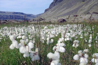 Flowering Cottongrass in barren landscape, south coast, Iceland, Europe