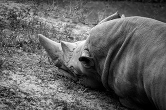 White rhino lying on the ground