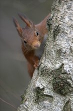 Eurasian red squirrel (Sciurus vulgaris), portrait, Dingdener Heide nature reserve, North