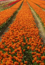 Tulip field, monoculture, Grevenbroich, Lower Rhine, North Rhine-Westphalia, Germany, Europe
