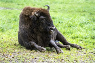Bison lying in the meadow, Vulkaneifel, Rhineland-Palatinate, Germany, Europe
