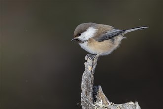 Grey-headed chickadee (Poecile cinctus), in the snow, Kaamanen, Finland, Europe