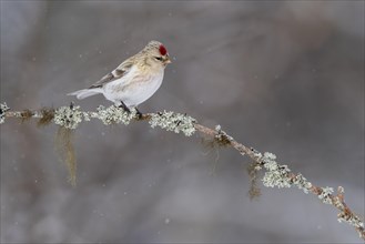 Northern arctic redpoll (Acanthis hornemanni), in the snow, Kaamanen, Finland, Europe
