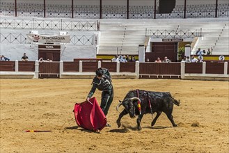 A matador draws the attention of a bull with a red scarf, bullfighting, bullring, Merida, Badajoz,