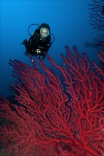 Diver looking at illuminated fan of Red Gorgonian (Paramuricea clavata) Mediterranean Sea fan on