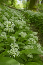 Ramson (Allium ursinum), wild vegetables, Swabian-Franconian Forest nature park Park, spring, May,