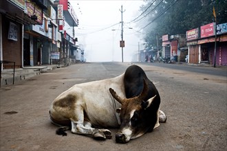 Bull (bos taurus), lying on the street, Cuttack, Odisha, India, Asia