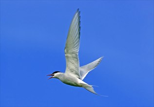 Arctic tern (Kria) in flight, Iceland, Europe