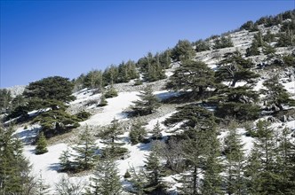 Snowy mountain of Mount Lebanon, Cedar of Lebanon, symbol of the country