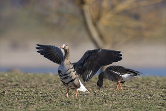 Greater white-fronted goose (Anser albifrons), two adult birds, one fledgling, Bislicher Insel,