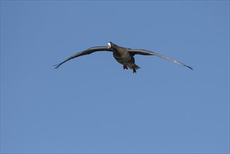 Greater white-fronted goose (Anser albifrons), adult bird approaching, in front of a blue sky,