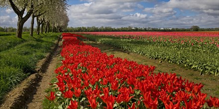 Tulip field and blossoming fruit trees, Grevenbroich, Lower Rhine, North Rhine-Westphalia, Germany,