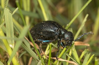 Black oil beetle (Meloe proscarabaeus), female, Valais, Switzerland, Europe