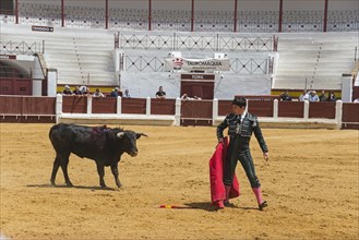 A matador in traditional dress faces a bull in an arena, bullfighting, bullring, Merida, Badajoz,